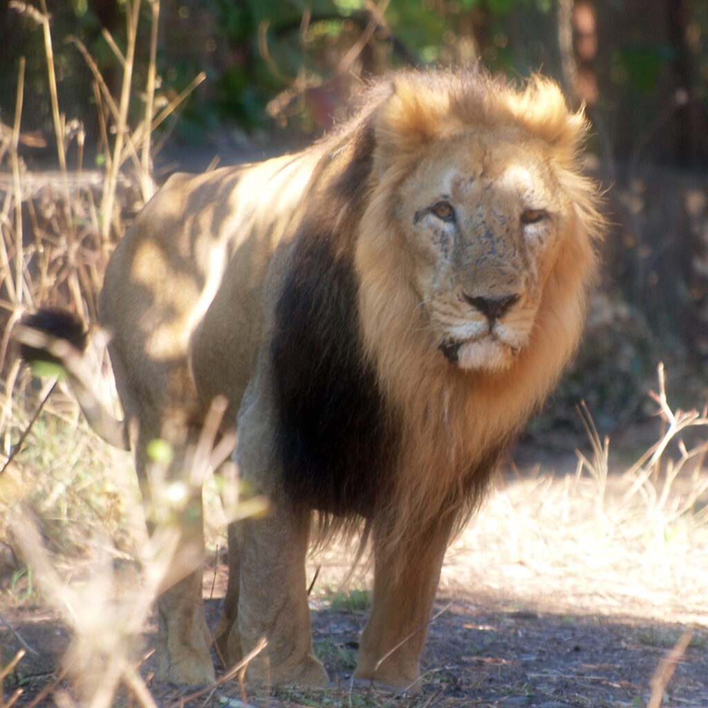 The Last Lions of India