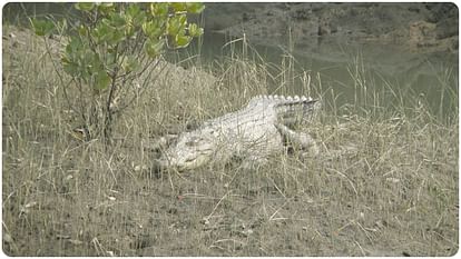 climate change challenges on sundarban how climate change affect forest